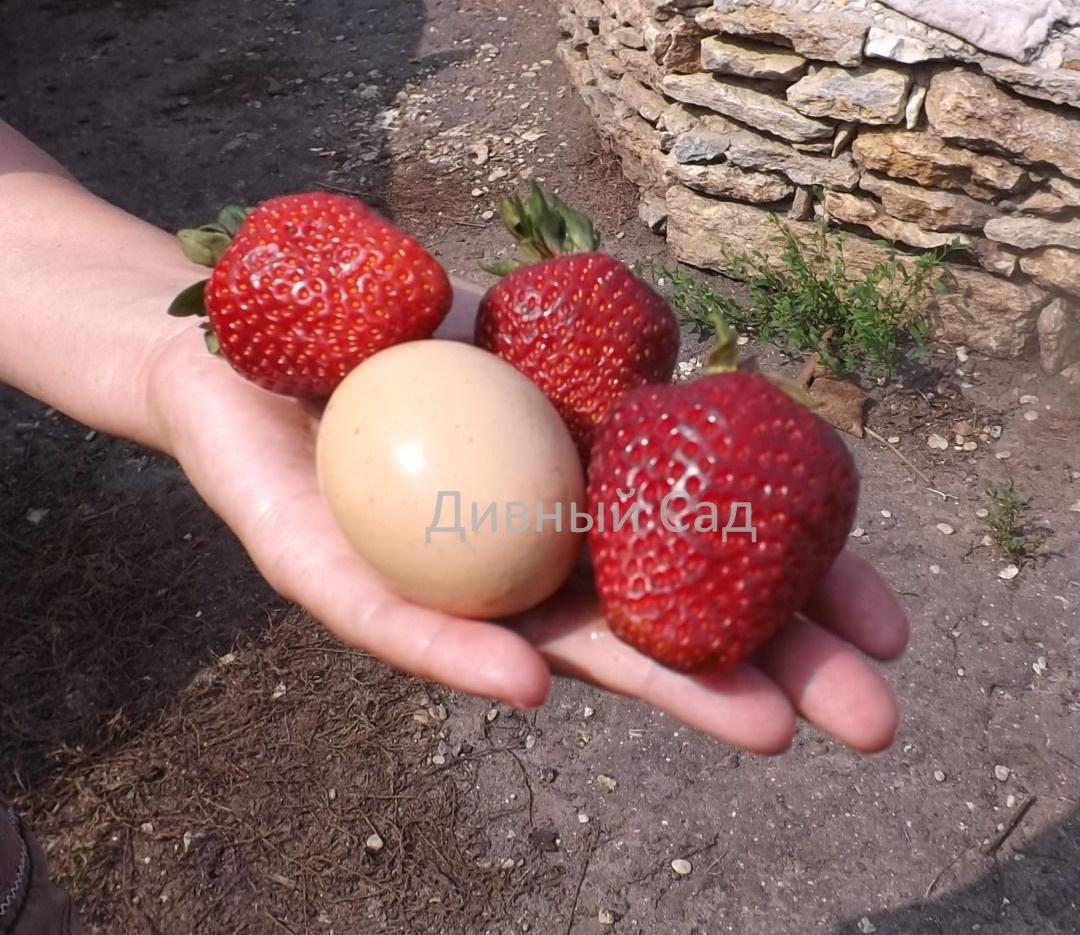 Фото ягоды Сан-Андреас
