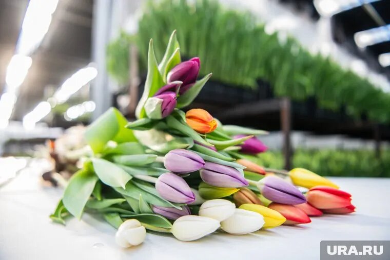 Цветы оказались самым желанным подарком, несмотря на их недолговечность. Фото: Илья Московец © URA.RU