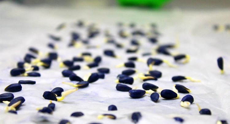    В партиях семян подсолнечника, гречихи и озимой ржи выявили низкую всхожесть