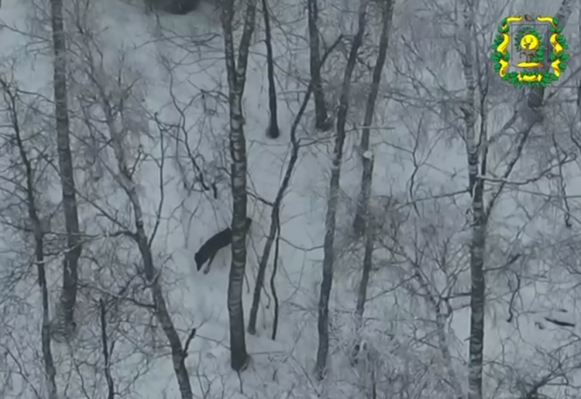    На кадрах видно, как волчица медленно и гордо проходит среди заснеженных деревьев