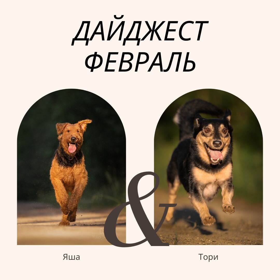 Фото: подкаст "Собаки и их люди", блог "Люди и их собаки", кинолог Екатерина Кастрицкая