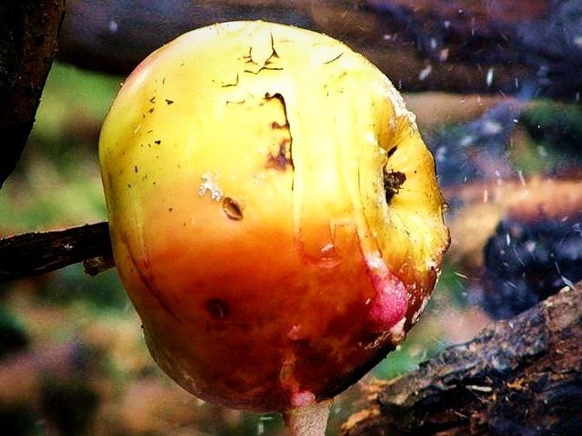 Фото с просторов всемирной паутины.