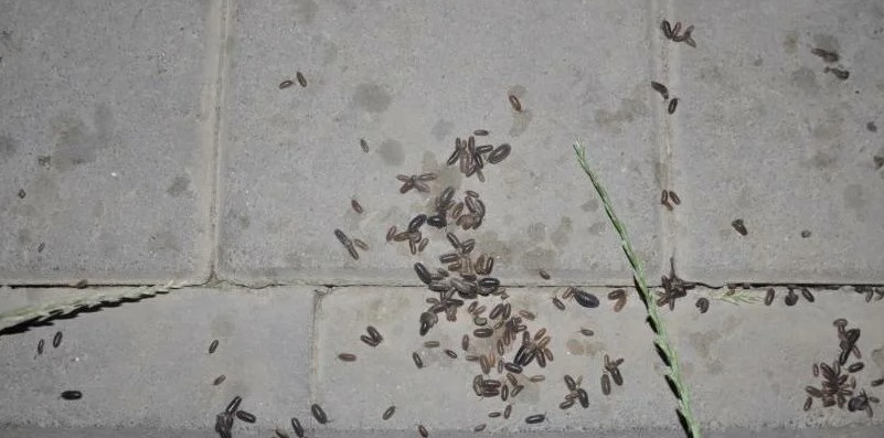 Obrabotka ot mokrits v kvartire.