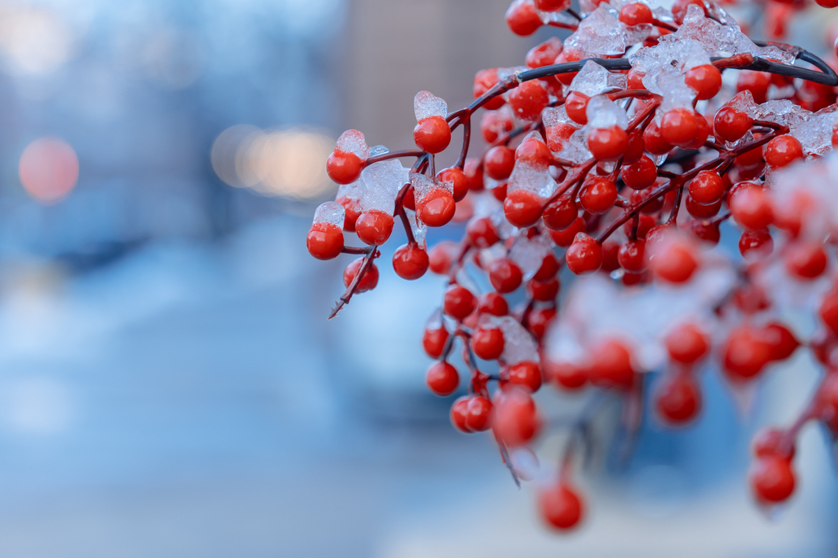 Ягоды в снегу. Фото: Геннадий Дьячук