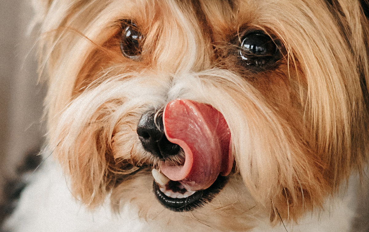 Бренд AlphaPet представил новую линейку ветеринарных кормов для собак и кошек