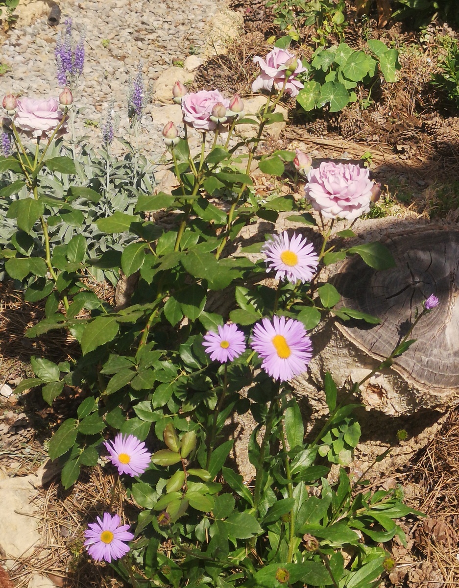 У меня росла возле Новалис, а с другой стороны голубая ромашка. Все вместе очень красиво смотрелось