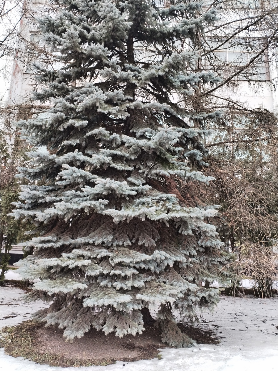 Голубая ель по дороге на работу. 