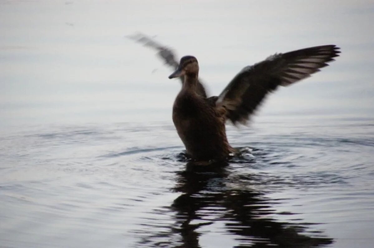    Дикие утки массово прилетели в Краснодарский край в конце зимы