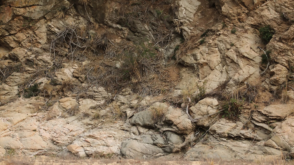 Кто спрятался на этой фотографии?