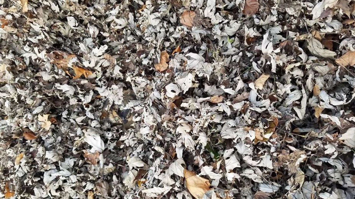 Кто спрятался на этой фотографии?