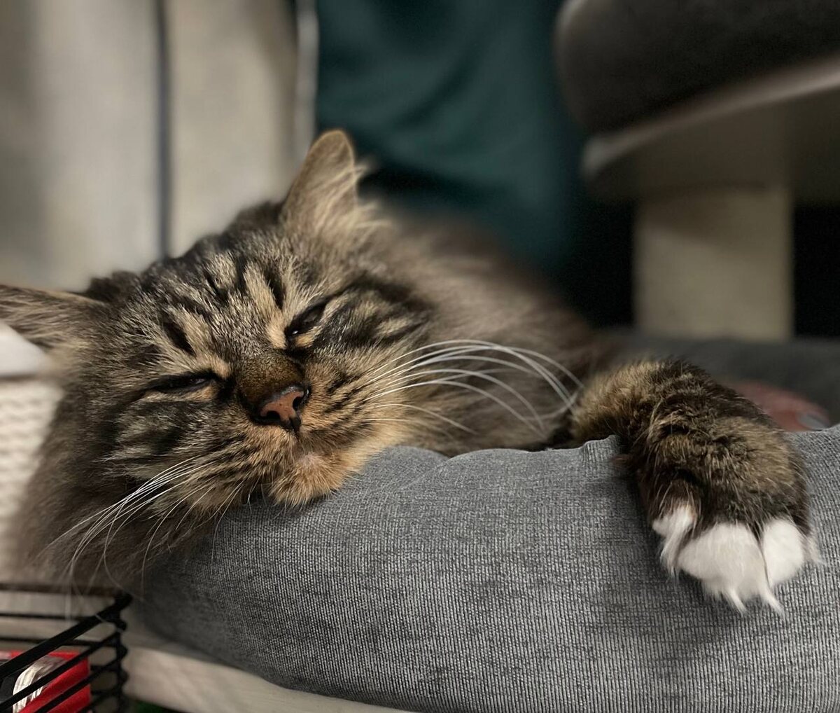 Шико с ударением на "о", если что.:)