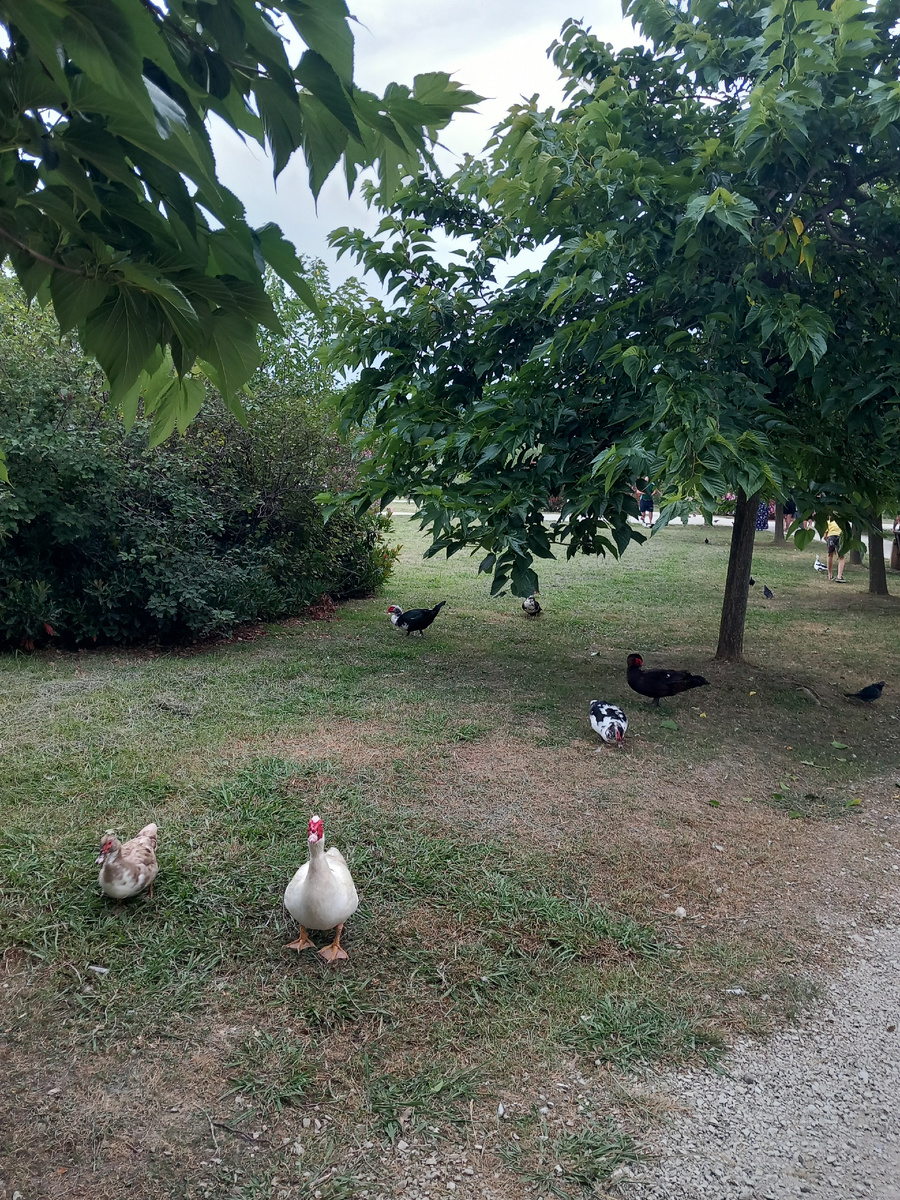 Птицы- главные герои парка. Фото автора