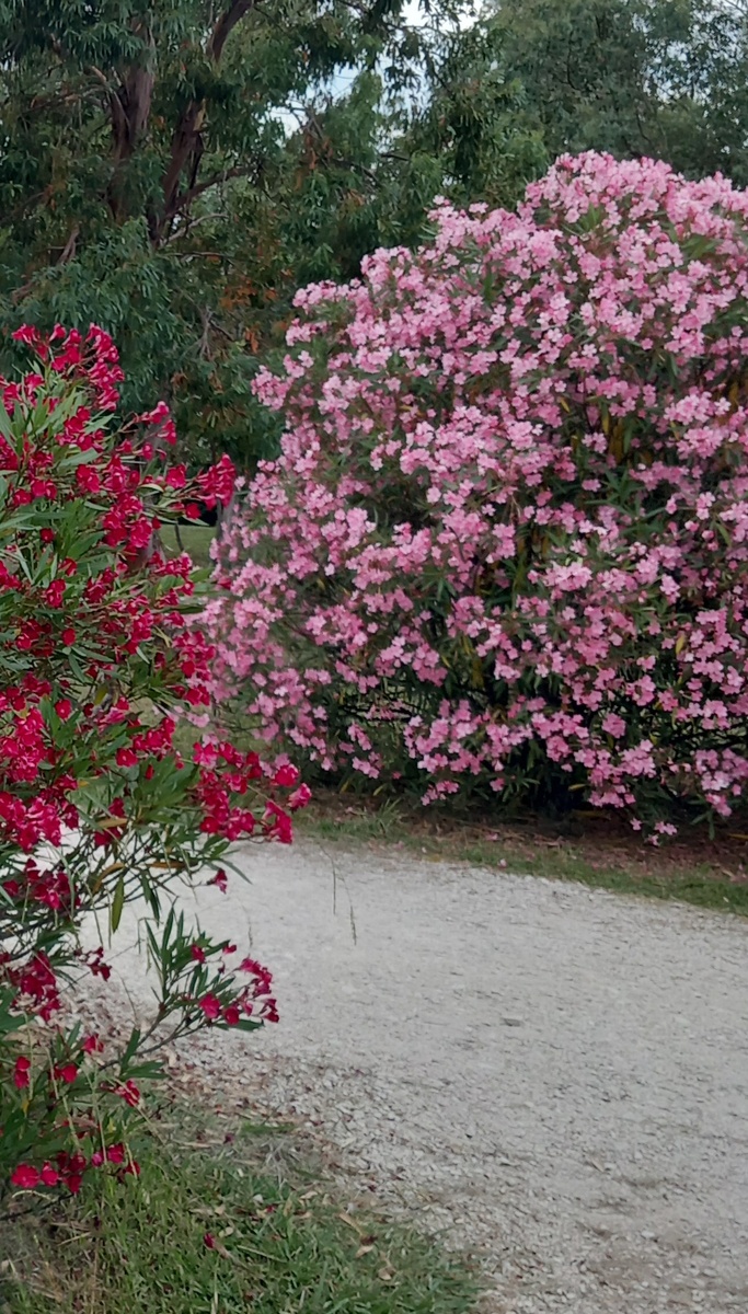 На дорожках орнитологическего парка. Фото автора.