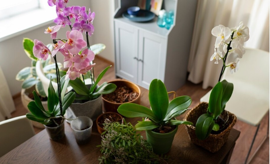 Фото: Яндекс Картинки