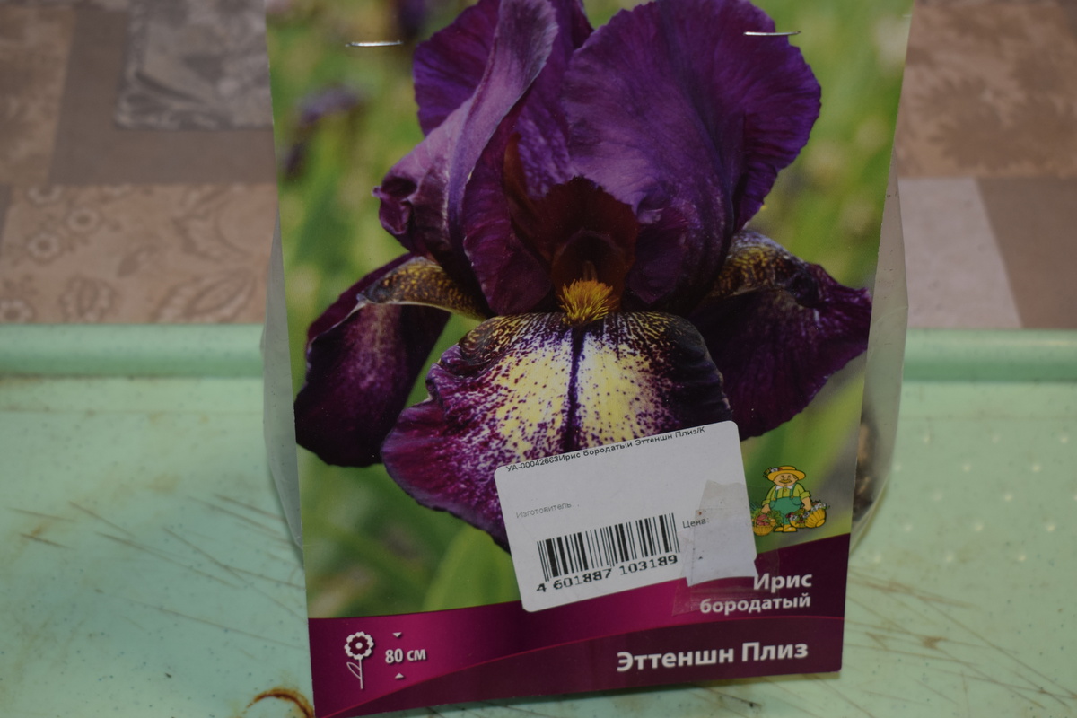 не устояла и тоже купила очень красивый сорт Ириса(фото автора)