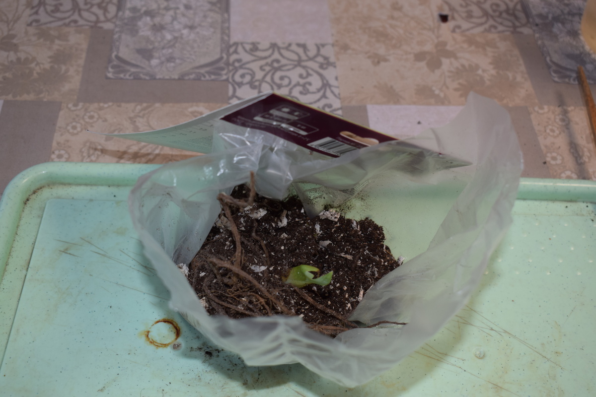 корешки хорошие и уже есть зеленый росточек- это хорошо!(фото автора)