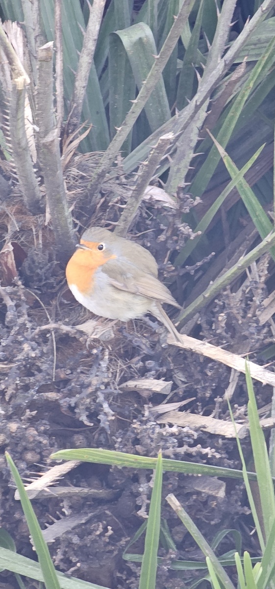 Пичуга в кустах у дороги.