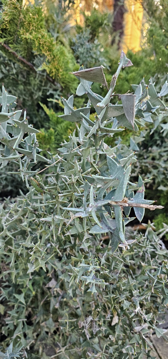 Интересный кустарник. Коллеция крестообразная.