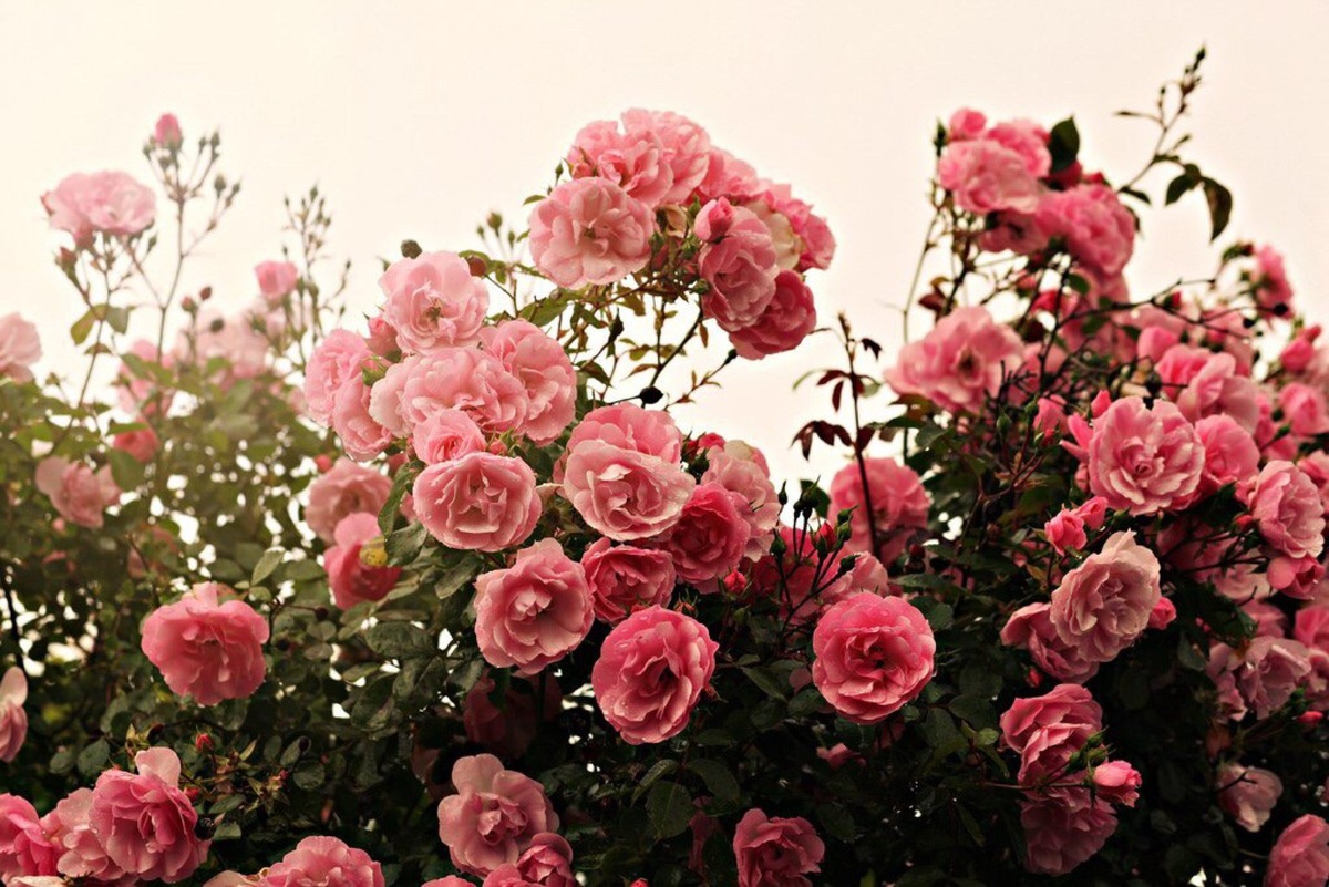     Невероятные сочетания: 10 растений, которые можно посадить рядом с розами для создания потрясающего эффекта