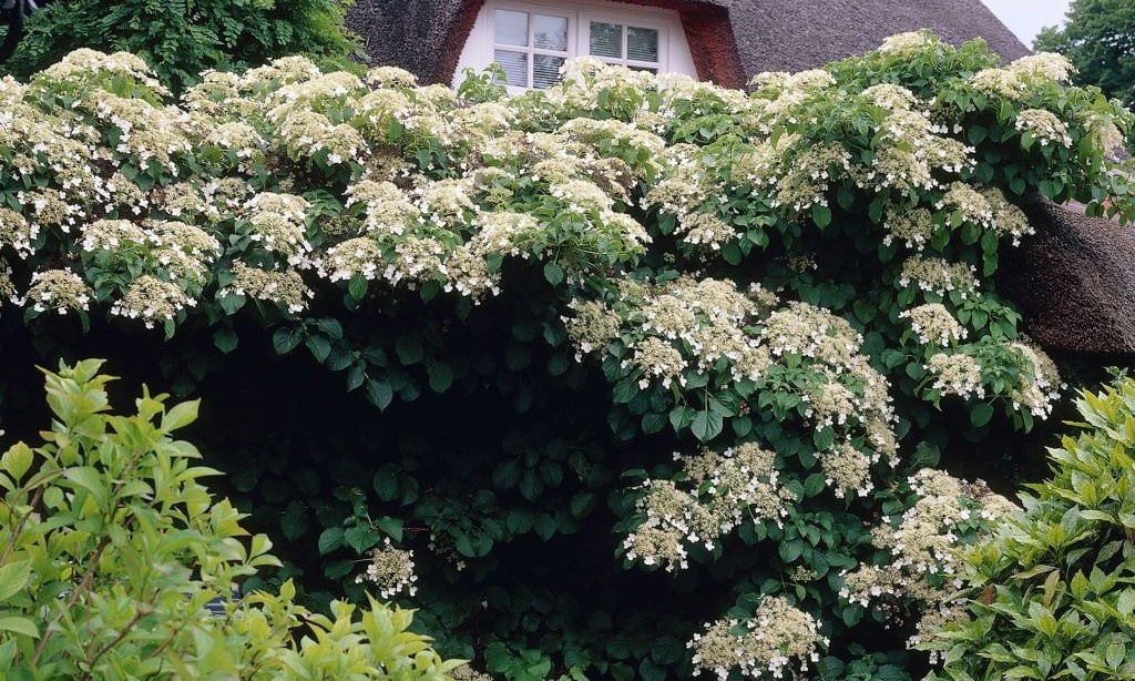 Гортензия Черешковая карабкается по шпалерам, опорам или просто по голой стене дома при помощи длинных черешков. Кирпичной кладке это не повредит, а вот штукатурка в зоне риска.