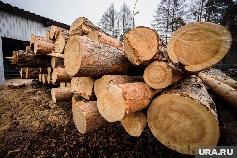 Бизнесмен получил штраф за незаконную вырубку леса в Кетовском округе. Фото: Илья Московец © URA.RU