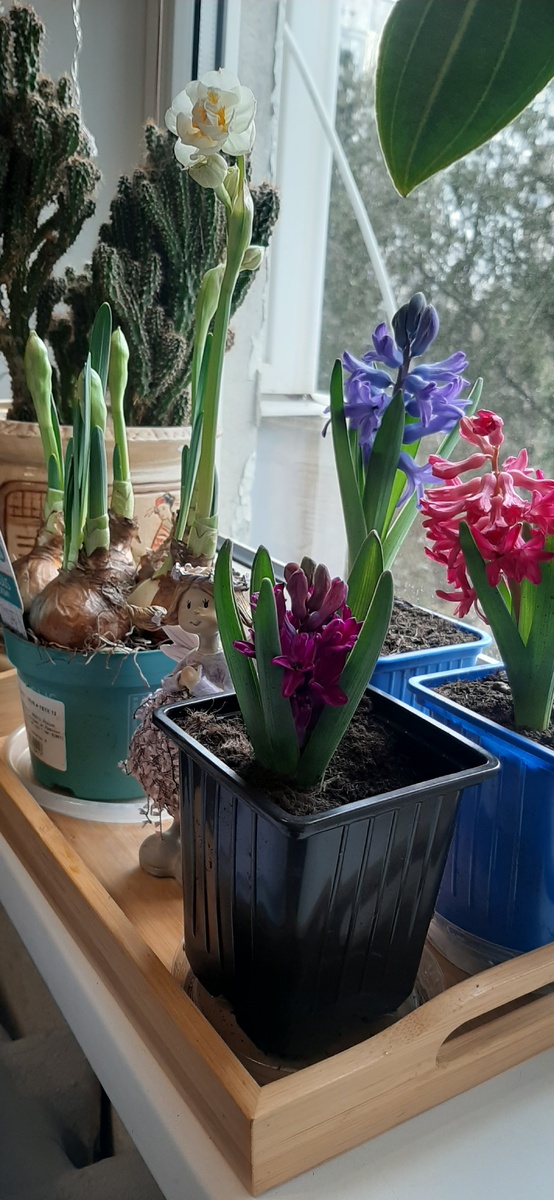 Малиновый какой красивый, да? 