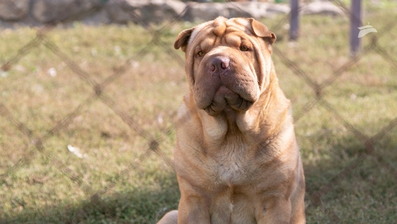      Фото: ИА «Победа26»