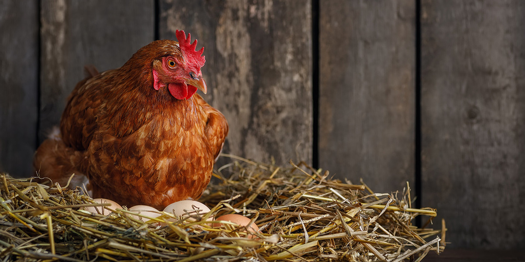 Можно ли держать кур в садовом некоммерческом товариществе (СНТ)