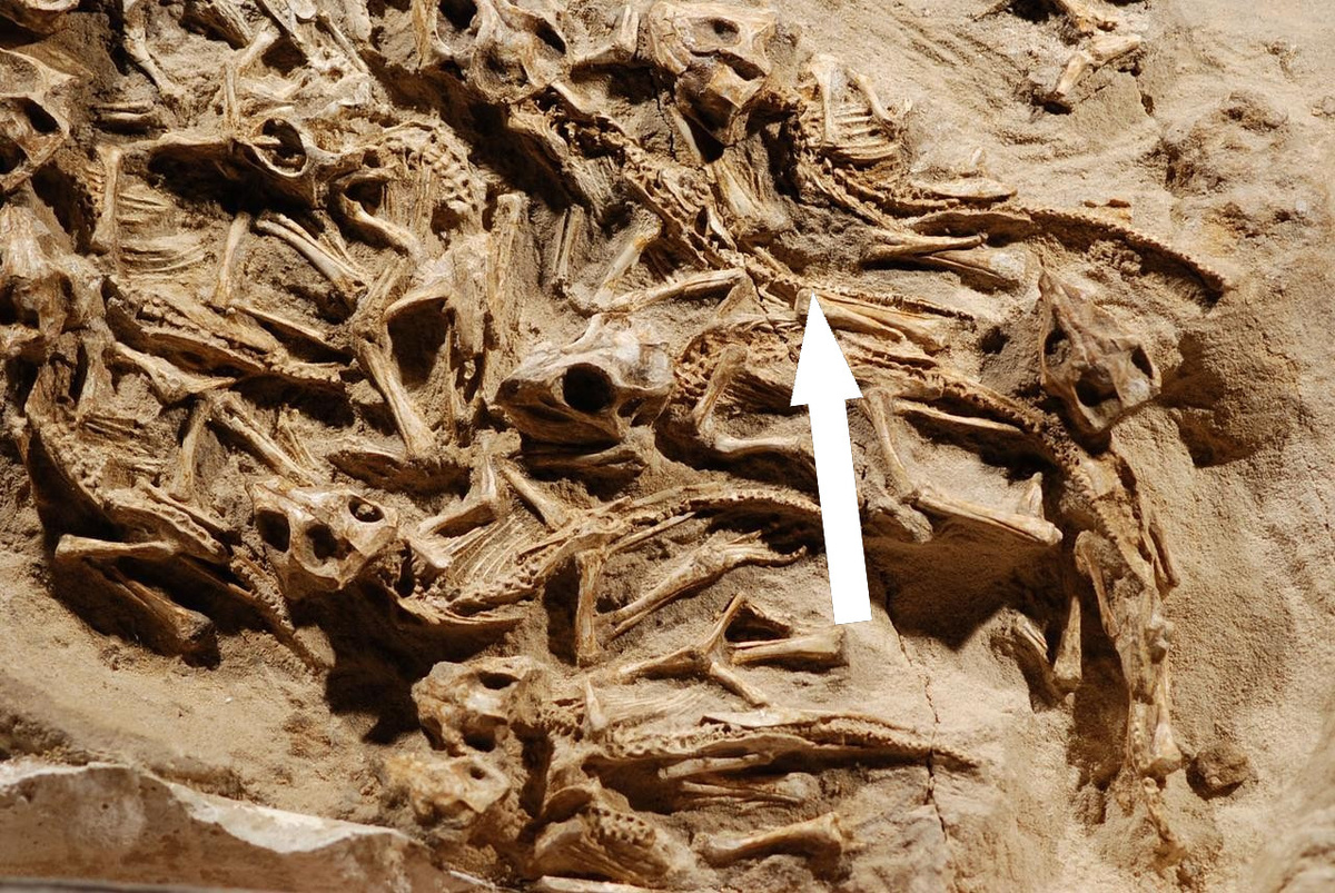    Динозавры с перьями: загадки монгольских остатков