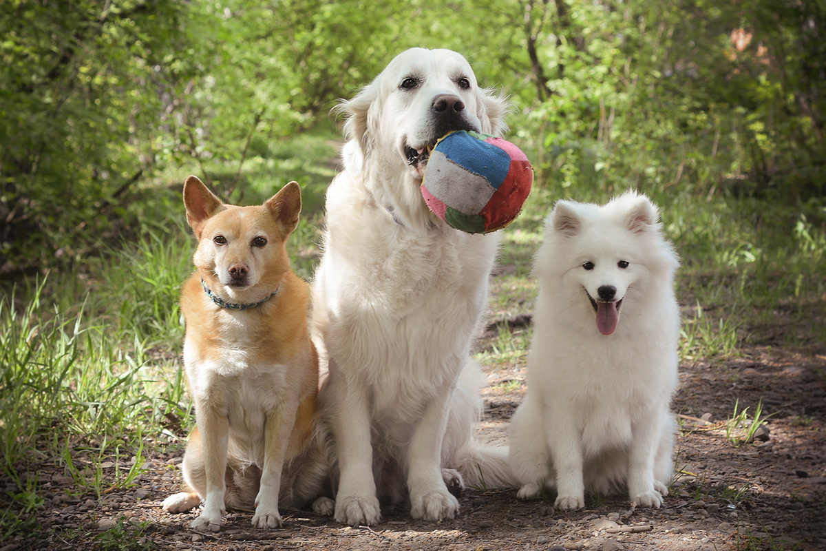 Топа, Юха, Ману.