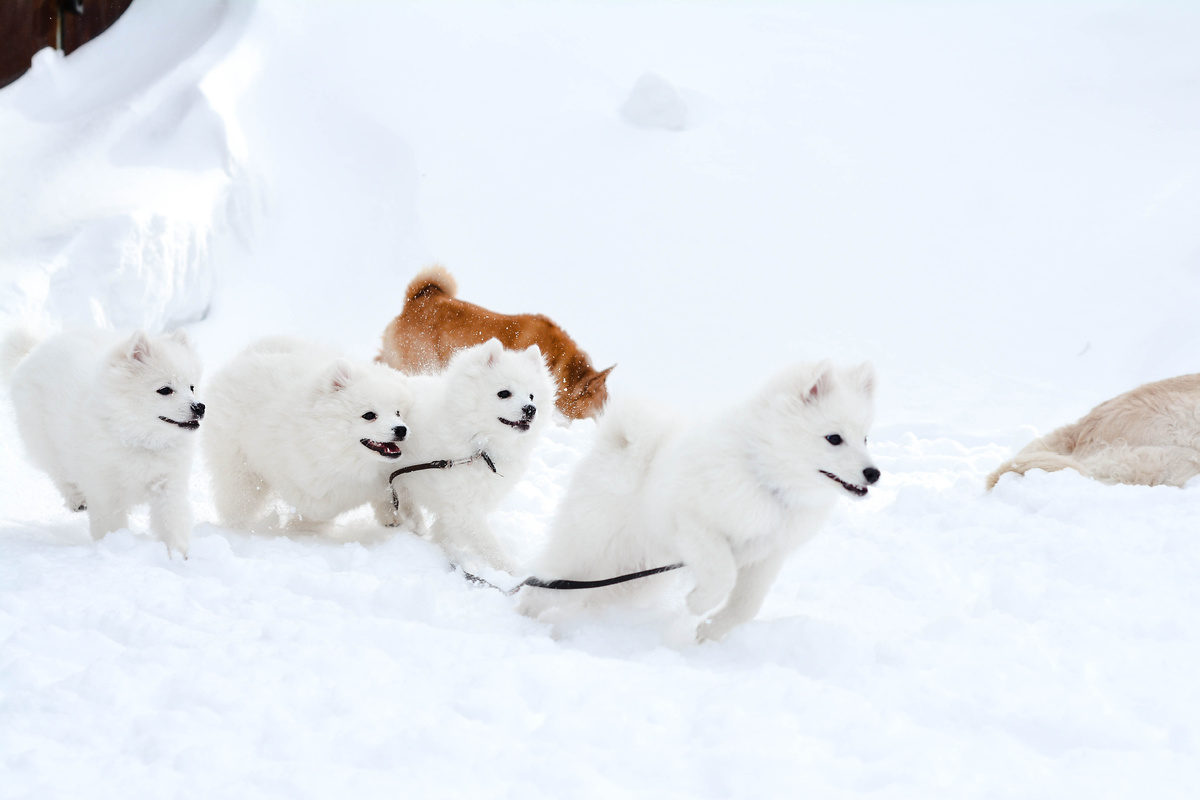 Сага, Ману, Арвен, Клуша (Софи).