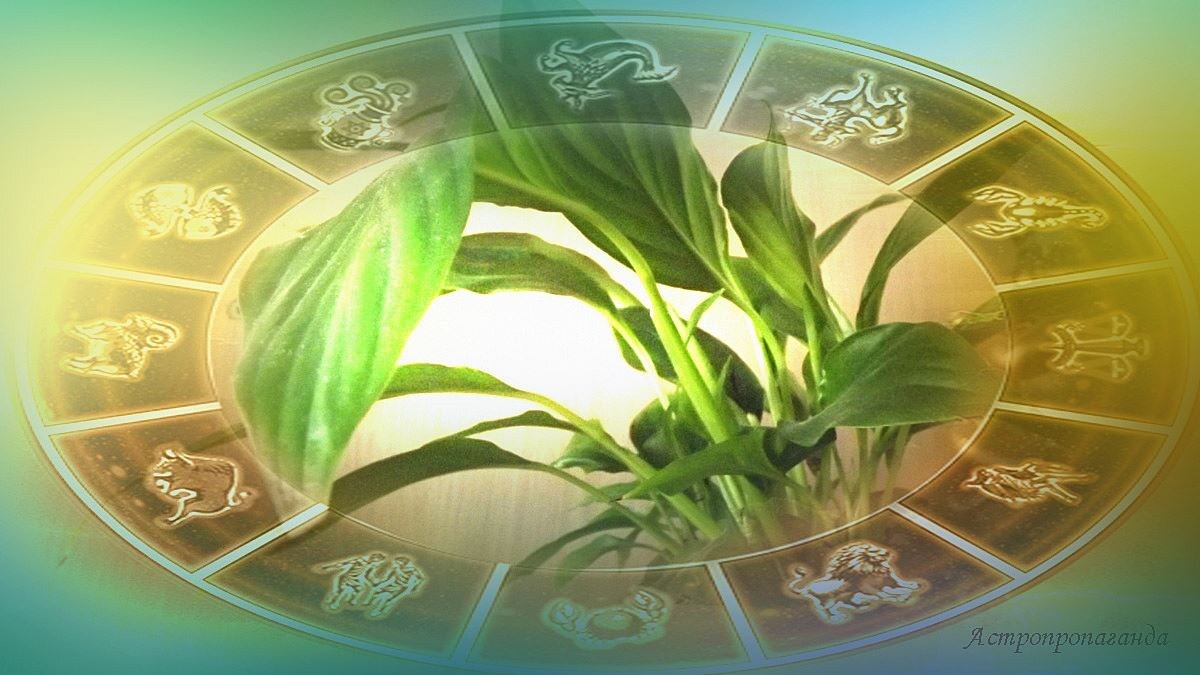 Гороскоп с 3 по 9 марта 2025: ретроградная Венера и некоторые ограничения. 