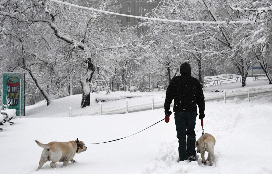    Пожизненный запрет: завести собаку в России может стать невозможным?