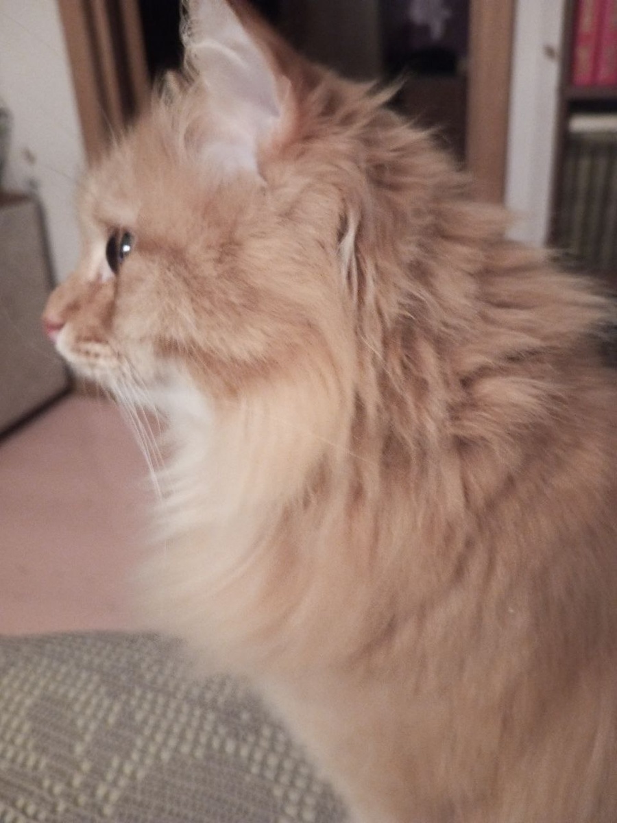 Фото из личного дела кота Муската (домашнее прозвище Муся)