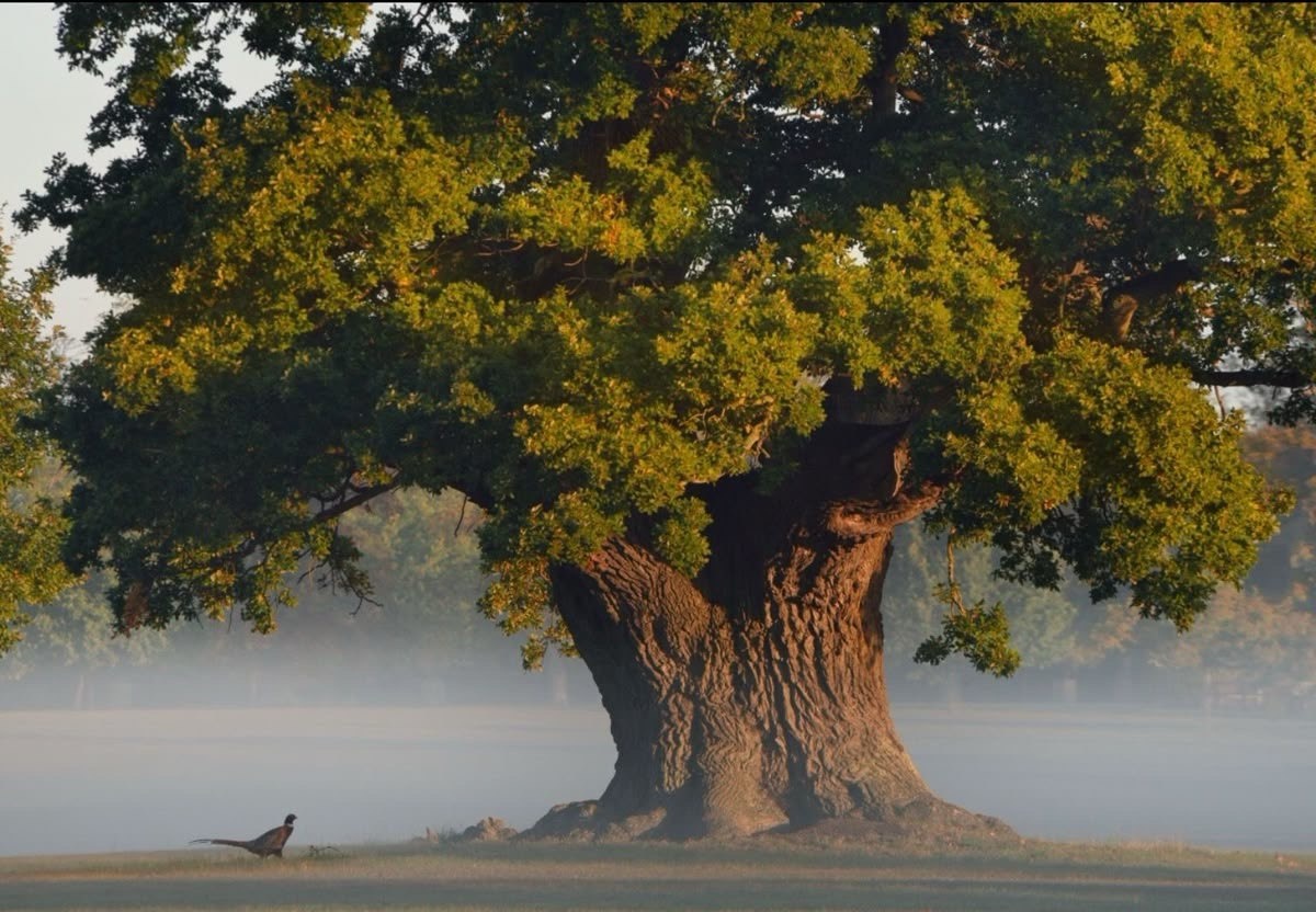 Ваша семья - ваши корни, наполняют вас ресурсами.