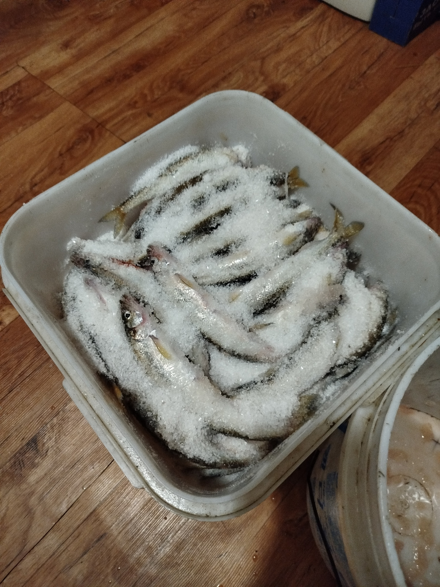 Здесь прошлые уловы