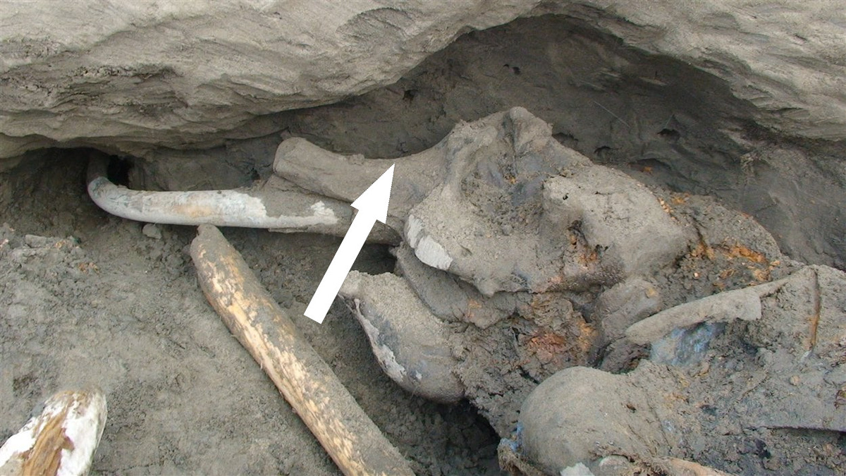    Мамонты Сибири и их связь с древними людьми