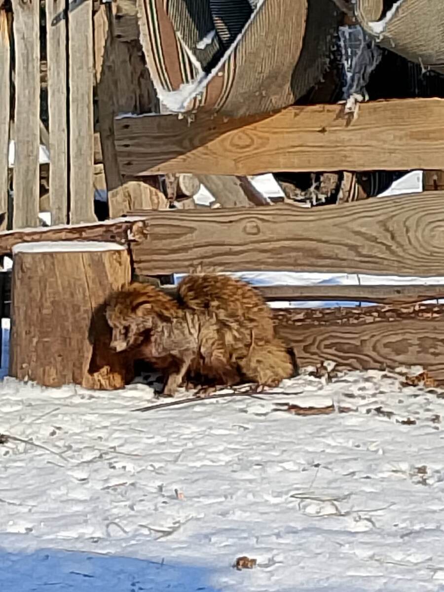 Енотовидная собака, фото автора