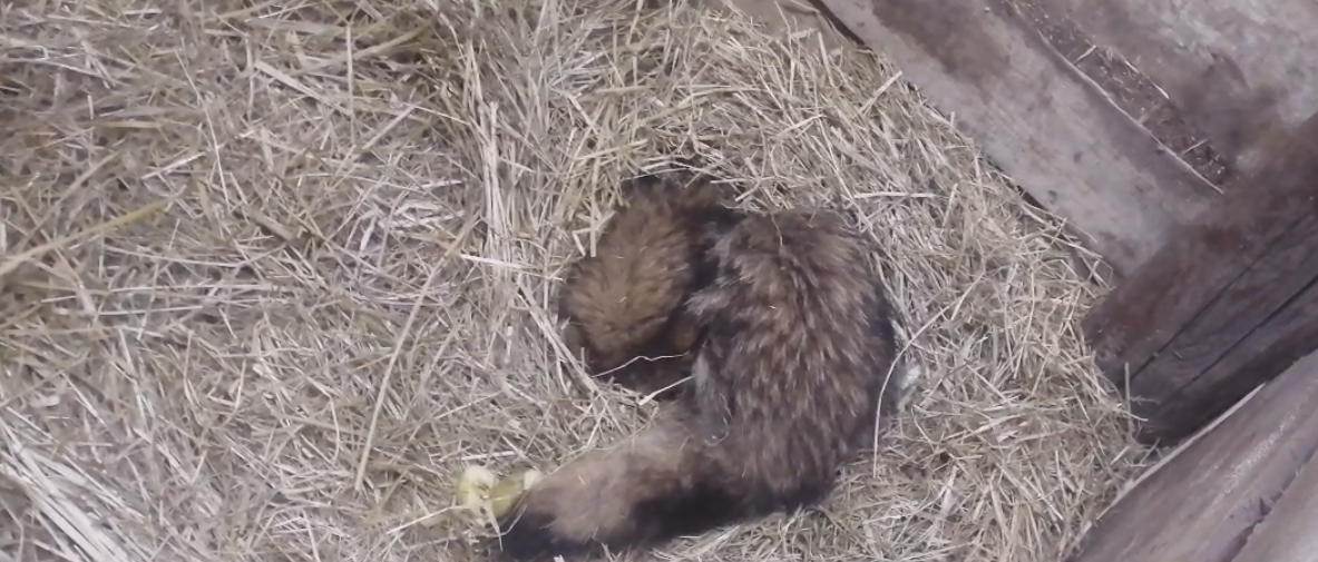 Енотовидная собака, фото автора