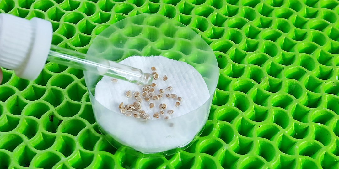 Рассада 🌱 будет крепкой и здоровой если так обработать семена перед посевом 🍅