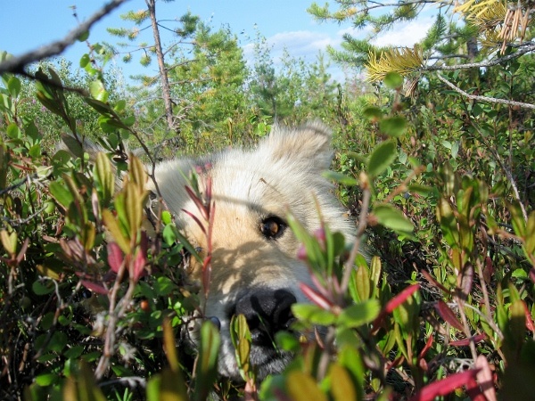 Фотографии Татьяны Немшановой.  Мой Дружок. 14 августа 2009 год. За месяц до нападения медведя на хозяйку. Северное болото.  Сосна болотная,верест,багульник болотный, мхи. Ненецкая лайка.
