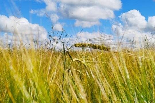   Экспорт российской пшеницы упал до минимума