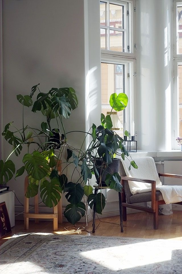 Кто то режет ее безжалостно, а кто то выращивает огромным кустом. 