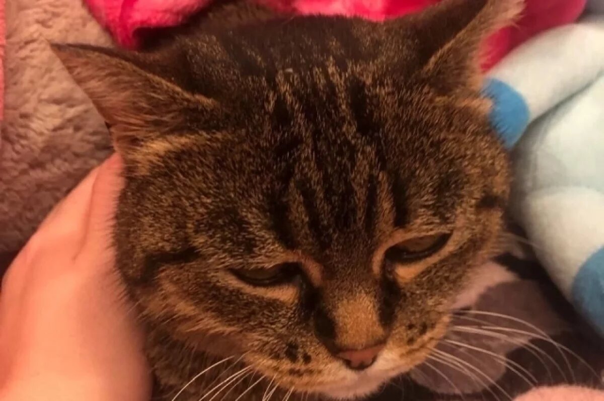    300 доз вакцины для кошек передали в приют для бездомных животных