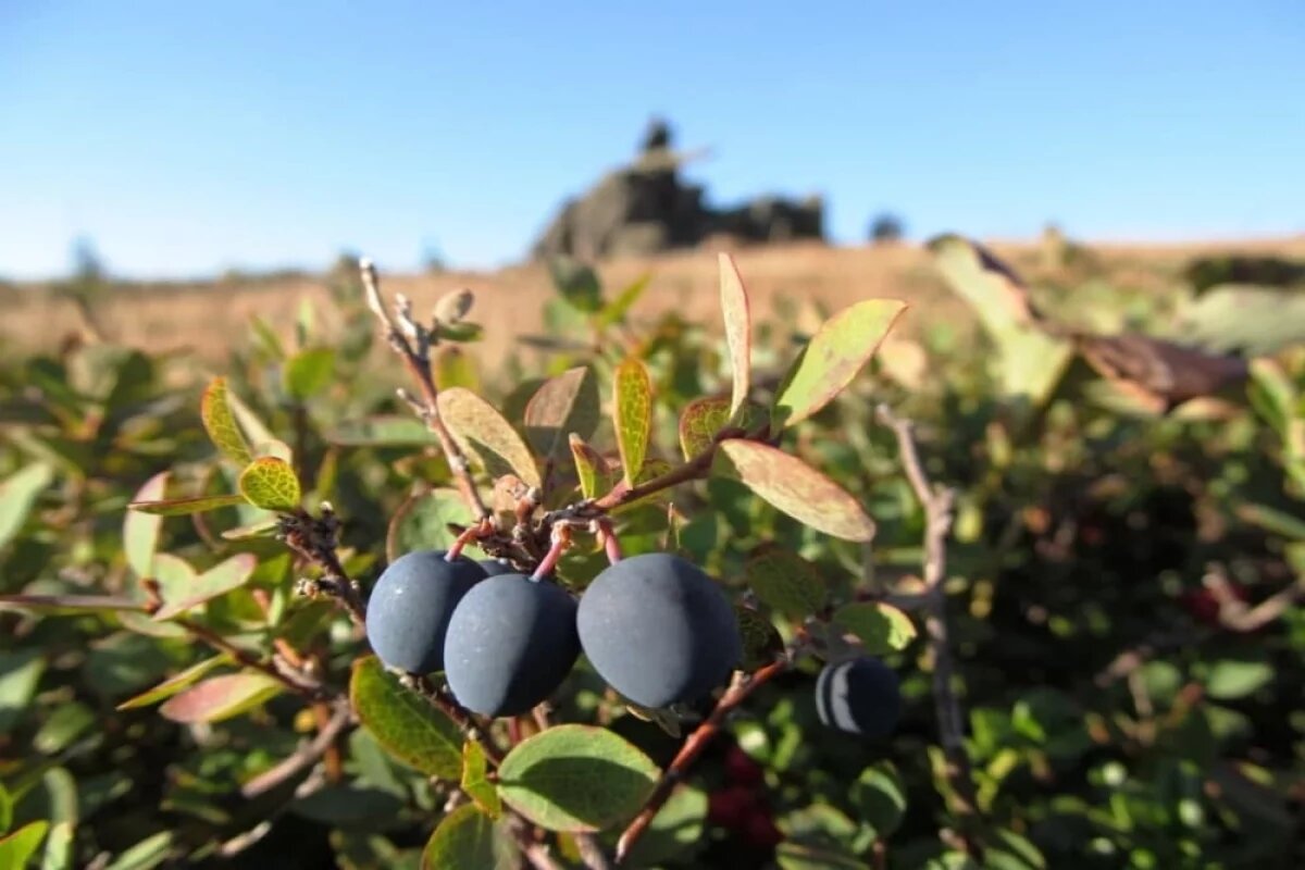    В Псковской области собираются выращивать голубику