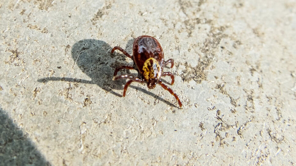 Фото: Игорь Елисеев / Коммерсантъ