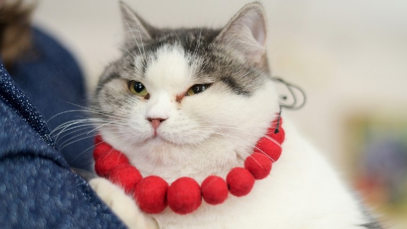    Фото: Рязанский областной научно-методический центр народного творчества