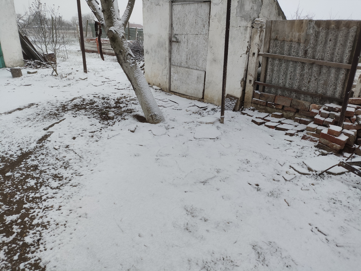 Белым-бело. И даже ствол ореха весь замело