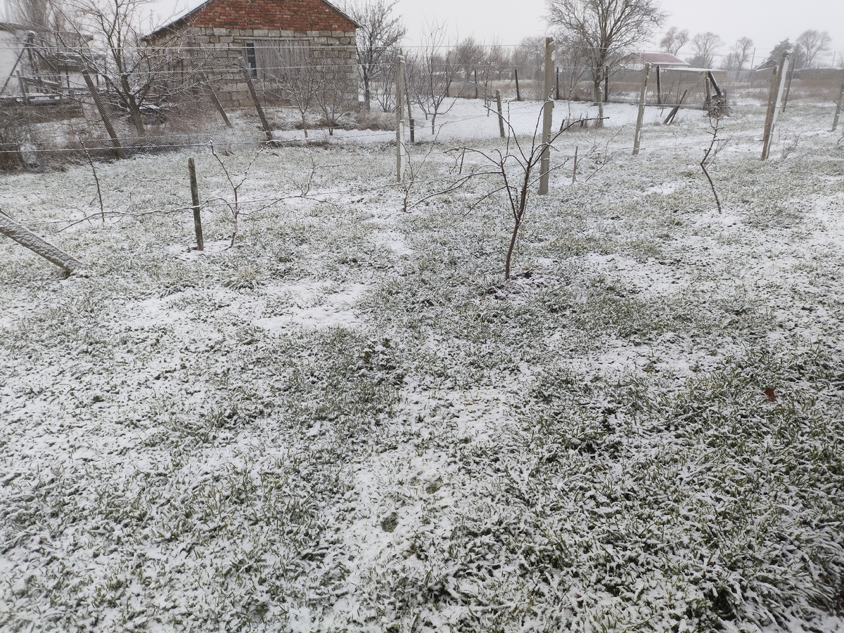 И виноградник выглядит по-зимнему