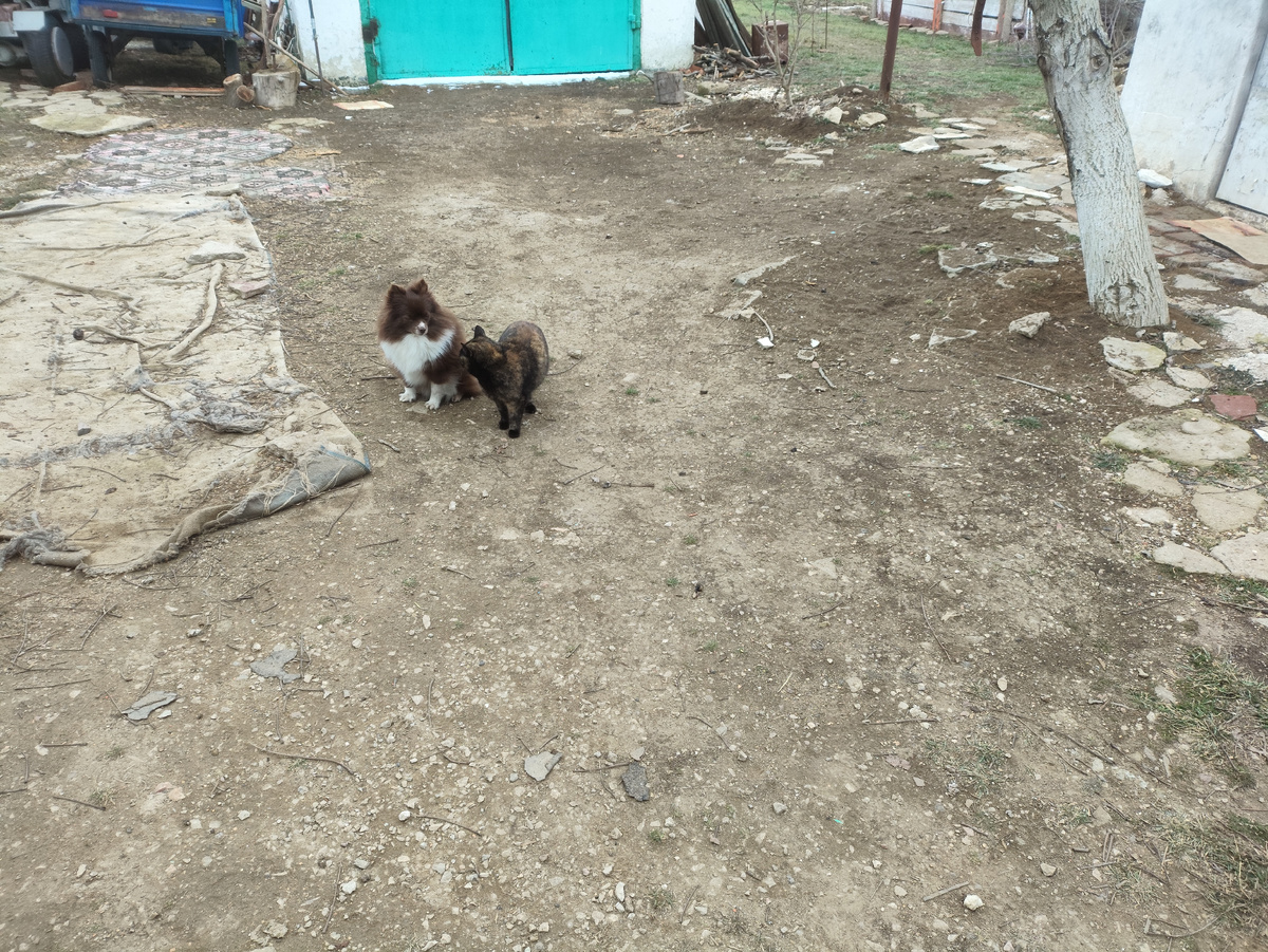 Снега нет, есть сладкая парочка ))